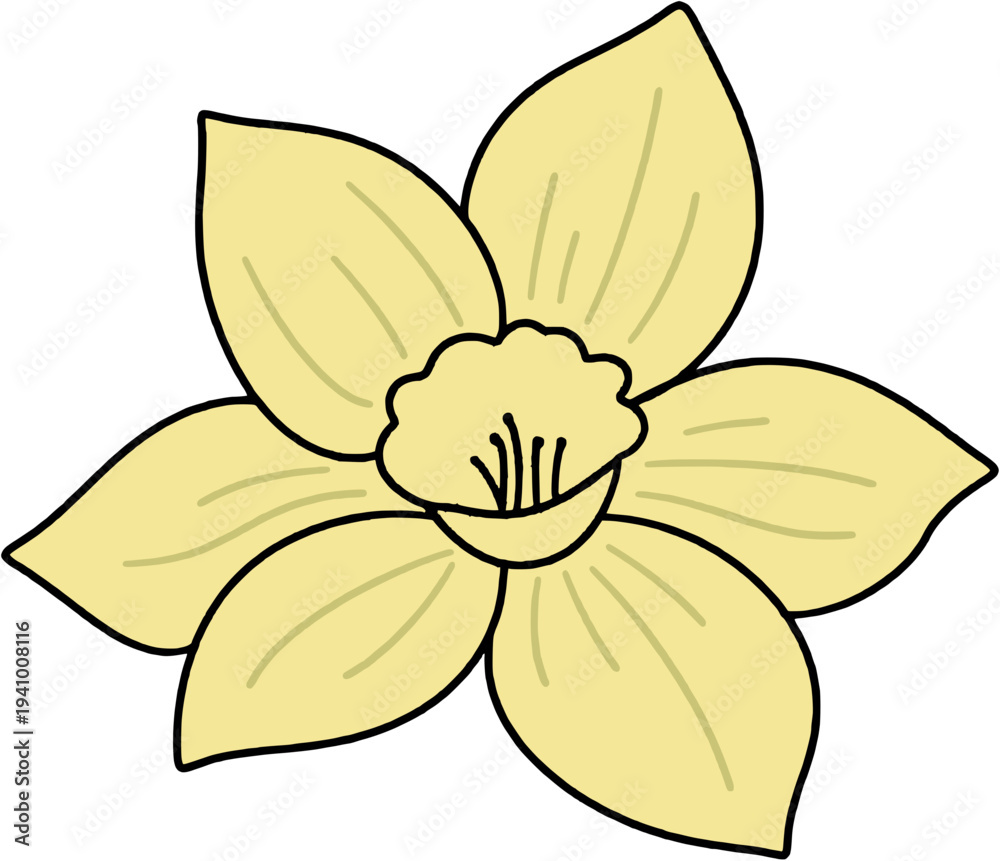 Obraz premium Yellow daffodil flower
