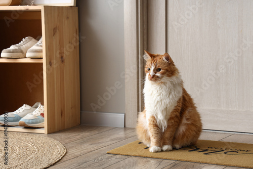 Cute cat on doormat in hallway