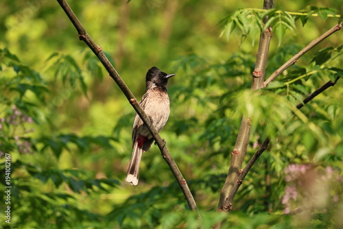 Bulbul