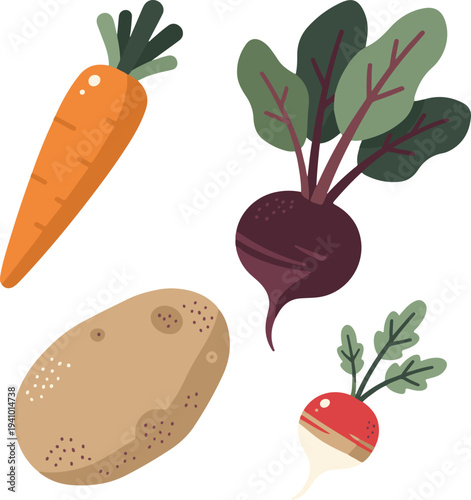 Root Vegetable Collection – Carrot Beet Potato Radish Vector Illustration