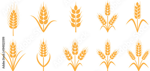 Collection of various golden wheat ears on white background
