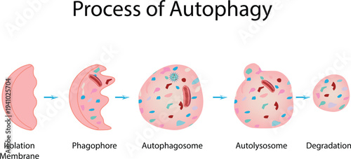 Process of Autophagy Science Design Vector Illustration Diagram