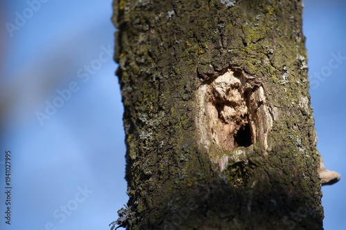 Close-up of a weathered tree trunk with a prominent woodpecker hole against a blue sky