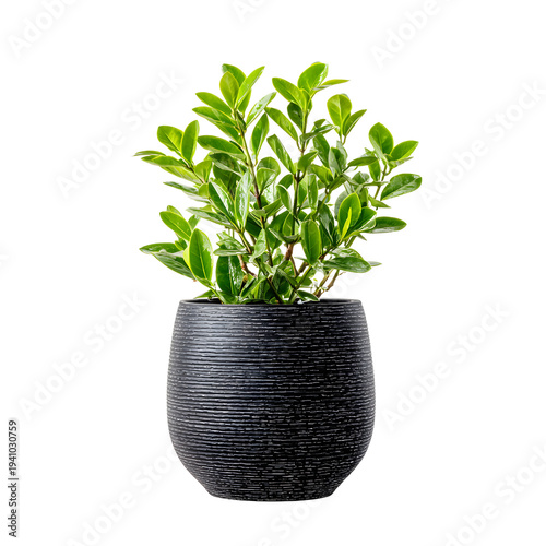Professional Indoor Plant with Vibrant Green Leaves for Interior Design and Home Decor Inspiration