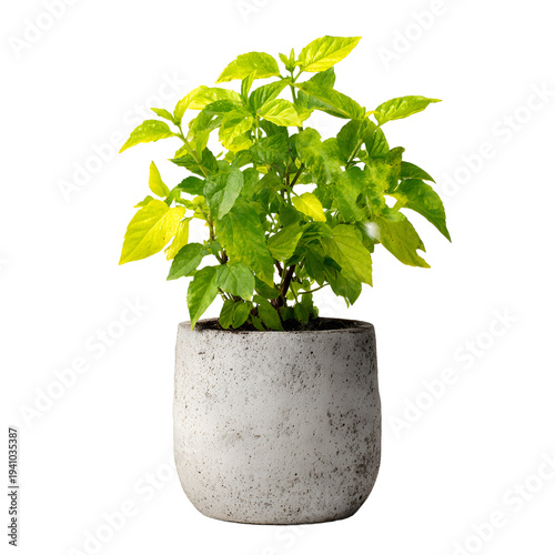 Vibrant Small Potted Plant with Green Leaves for Professional Settings