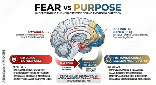 Fear vs Purpose Brain Neuroscience Decision Making Emotional Regulation