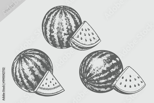 engraving style fruit watermelon vector illustration. Vintage retro watermelon