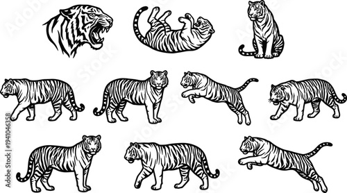 Tiger Illustration Collection with Roaring Walking Jumping and Sitting Poses Detailed Wild Cat Vector Wildlife Animal Set
