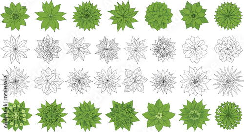 Top View Green Plant Rosette Collection with Botanical Leaves Succulent Shapes and Floral Line Art Vector Illustration Set