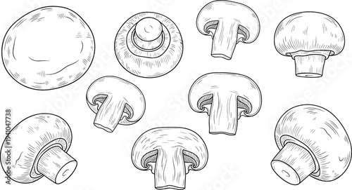 Hand Drawn Mushroom Vector Set with Champignon Mushrooms Top and Side Views Vintage Botanical Food Illustration
