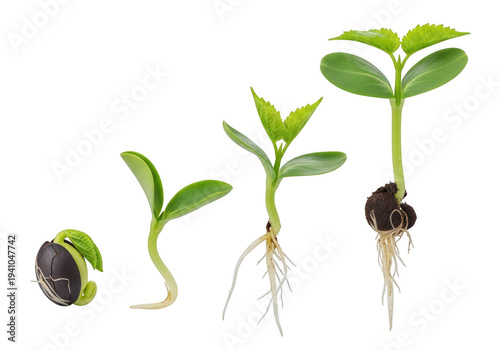 Growth stages of a plant from seed to sprout isolated on transparent background
