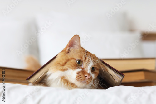 Cute cat with books lying o...