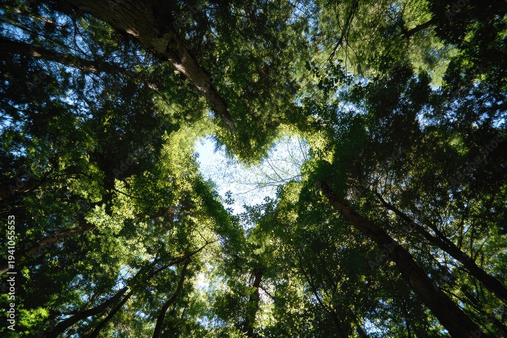 Fototapeta premium Looking up through forest canopy forming a heart shape