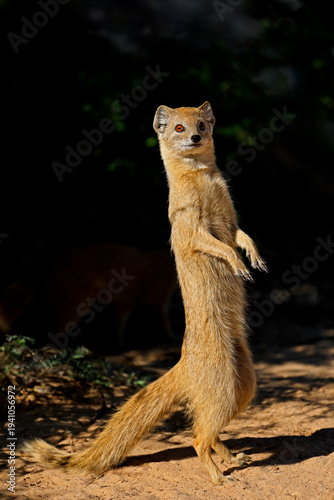 An alert yellow mongoose (Cynictus penicillata) standing upright, Kalahari desert, South Africa