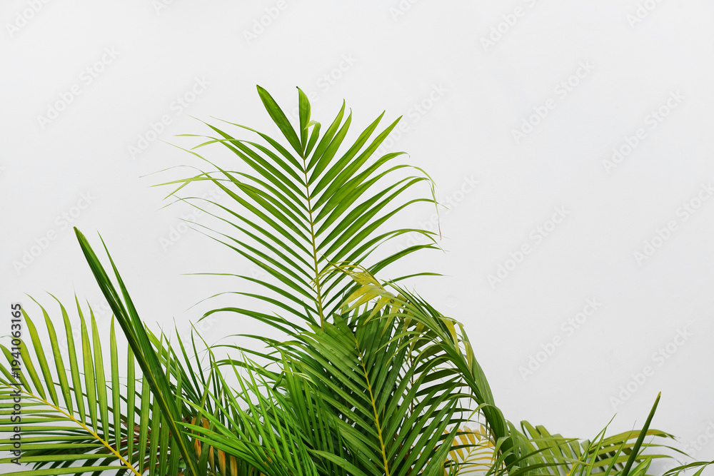 Fototapeta premium palm tree leaves and branches on white background, copy space