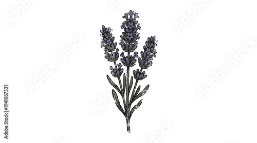 Delicate lavender sprigs isolated on white background, hand-drawn illustration
