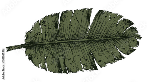 Green banana leaf with textured surface and frayed edges on white background