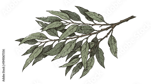 Green leaf branch isolated on white background