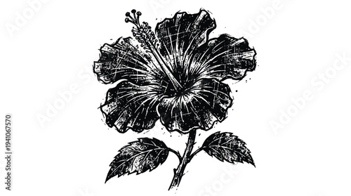 Grunge Hibiscus Flower Sketch