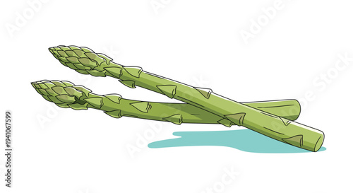 Two fresh green asparagus spears arranged artistically showing detailed tips and stalk textures on an isolated white background.