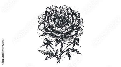 Hand-drawn peony flower sketch with ink splatters