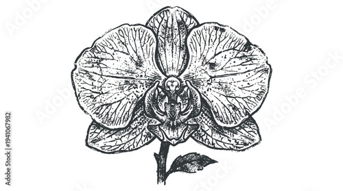 Orchid flower drawing, black and white sketch, botanical illustration.