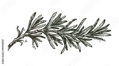 Rosemary sprig illustration, herbal element, vintage style