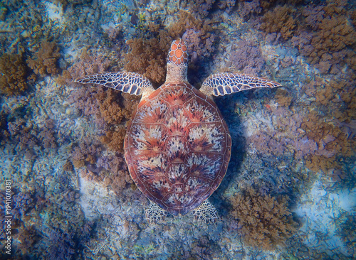 Bild auf Leinwand sea anemone fish