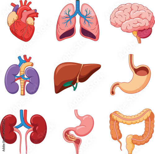 Human internal organs anatomy collection, heart lungs brain kidneys liver stomach intestines medical vector illustration isolated white background