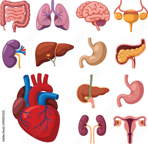 Human internal organs set, medical anatomy vector illustration including heart brain lungs liver kidney stomach isolated on white