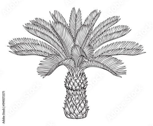 Detailed hand drawn palm tree botanical illustration with lush tropical leaves and a textured trunk, perfect for nature themed publications and exotic travel marketing materials