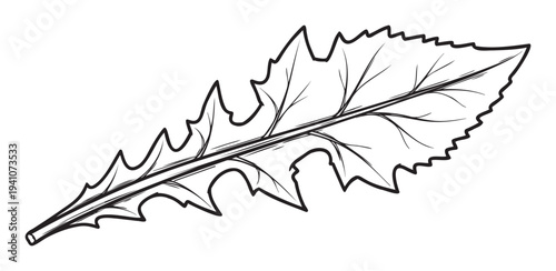 Monochrome botanical drawing of a single leaf with intricate venation and serrated edges, ideal for educational materials, nature themed projects, or decorative graphic applications.