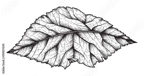 Hand drawn botanical black and white leaf drawing with intricate vein details perfect for natural history themed graphic resources and organic design projects