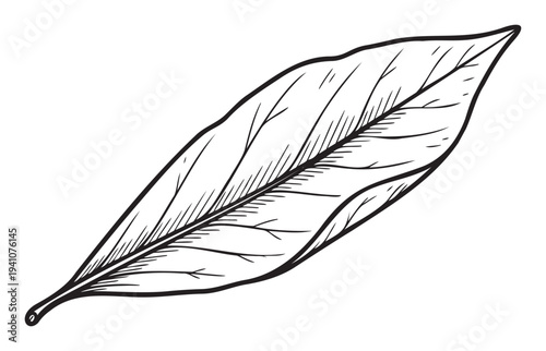 Simple linear graphic of a plant leaf showing the central rib and secondary veins, suitable for minimalist logos, biology illustrations, and natural product packaging.