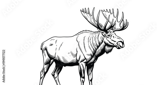 Detailed black and white engraving style illustration of a large moose with impressive antlers standing proudly.