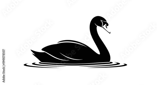 Black Swan Floating on Water Surface.