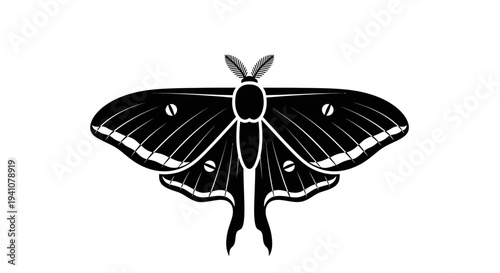 Black moth with white details spread.