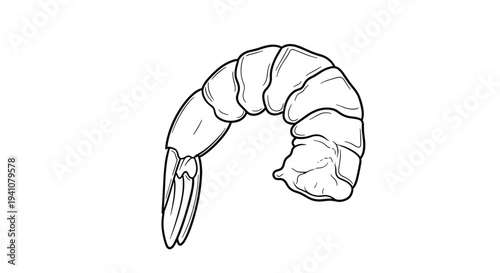 Detailed line art illustration of a single peeled shrimp or prawn showing its segments and tail on a white background.