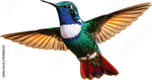 Hummingbird Flying Isolated on White Background