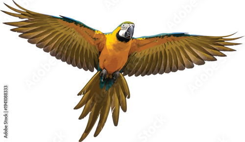 Macaw Flying with Spread Wings Isolated on White