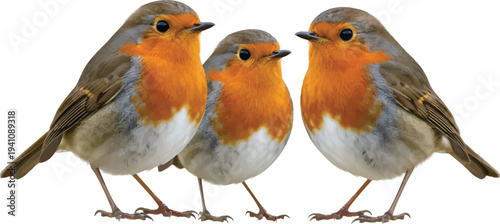 European Robins Standing on White Background