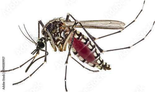 Mosquito with Red Abdomen Isolated on White