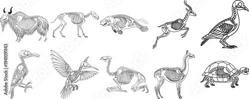 Collection of detailed animal skeleton illustrations in a vintage style