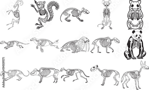 Collection of animal skeletons in a black and white illustration