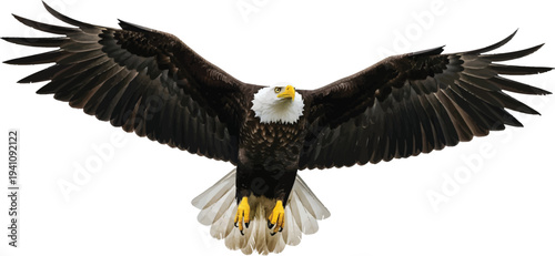 Bald Eagle Flying Towards Camera on White Background