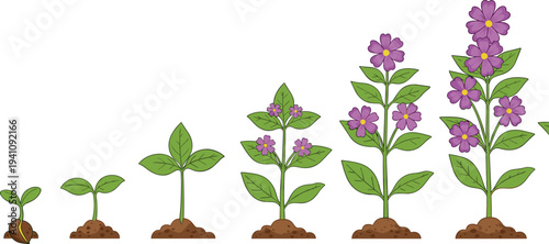 Plant Growth Stages Illustration Seed Sprout Young Plant to Flowering Plant Life Cycle Gardening Vector Diagram
