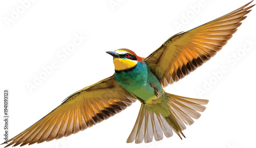 Rainbow Bee-eater Bird Flying Isolated on White