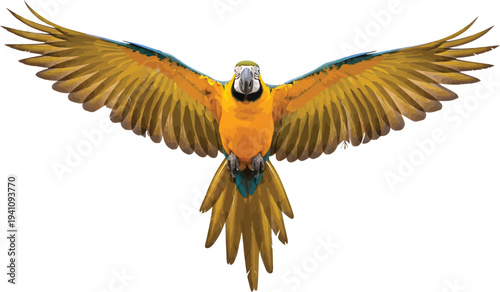 Macaw Flying with Spread Wings on White Background