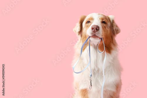Foto Cute Australian Shepherd dog with leash on pink background