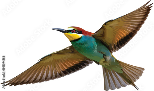 Rainbow Bee-eater Bird Flying in Air